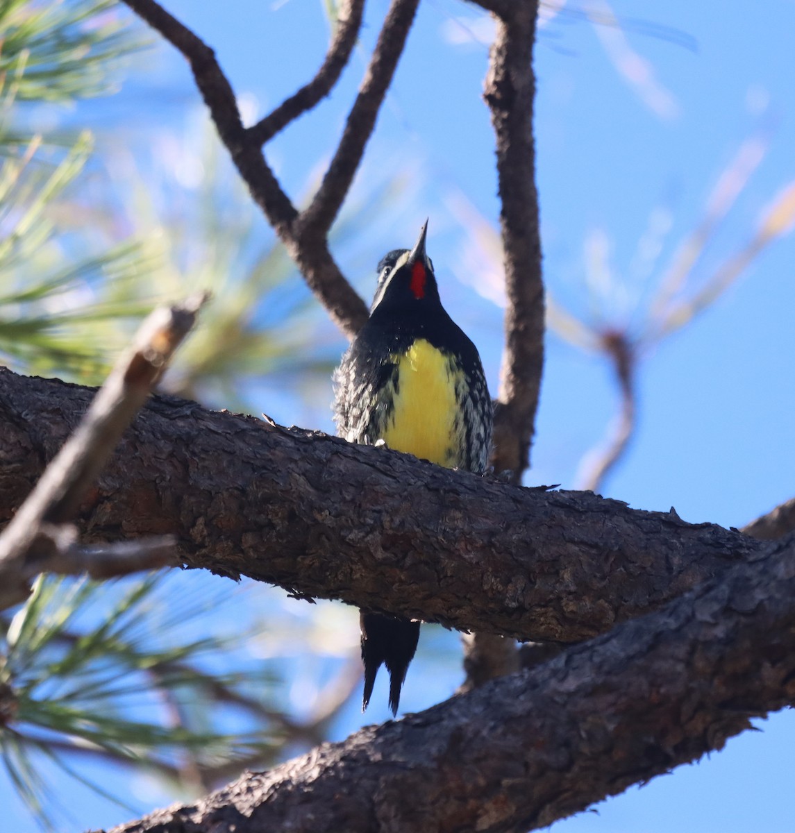 Williamson's Sapsucker - ML644171610