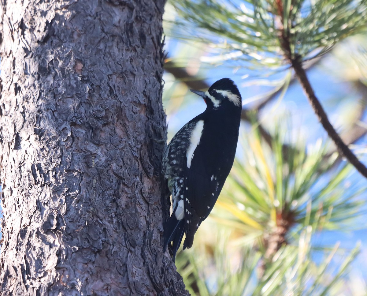 Williamson's Sapsucker - ML644171611