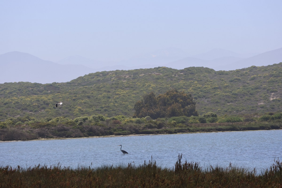 Cocoi Heron - ML644171618