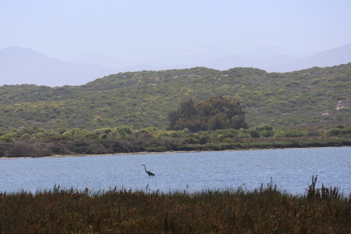 Cocoi Heron - ML644171619