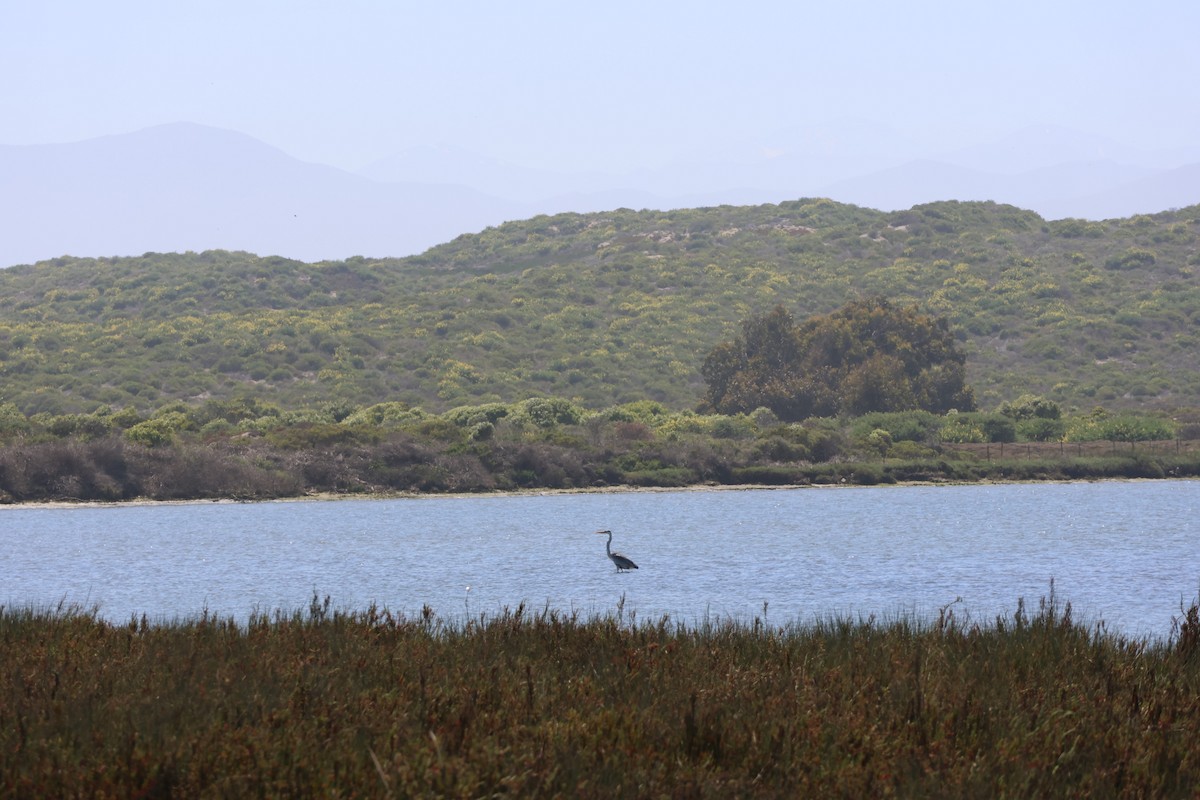 Cocoi Heron - ML644171621