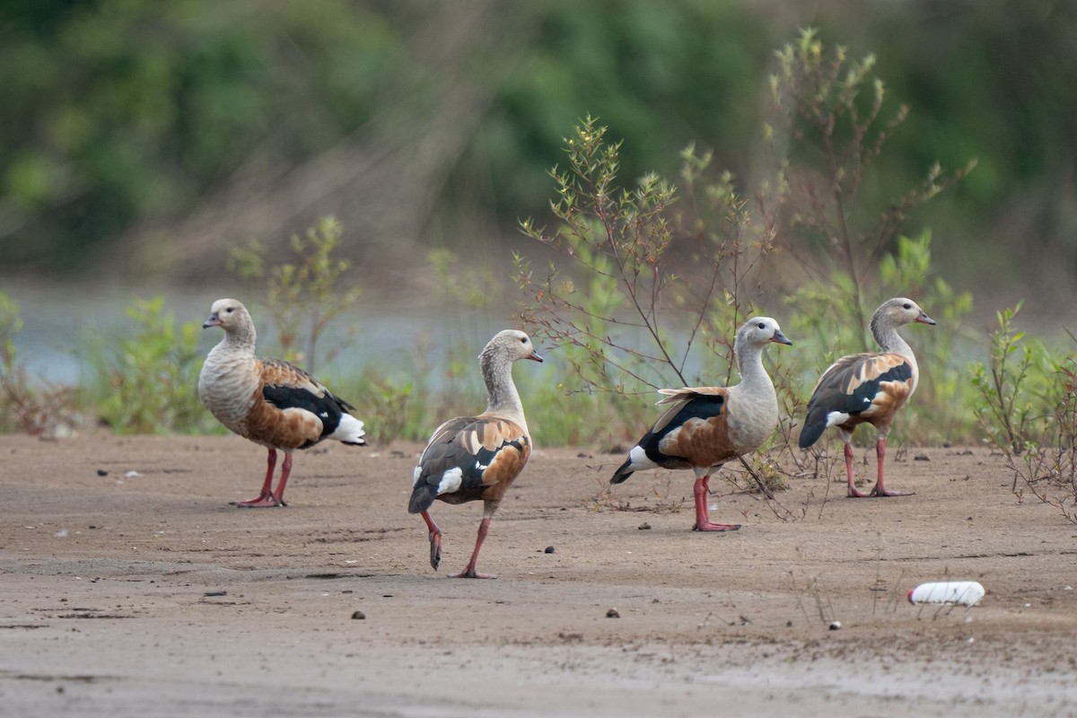 Orinoco Goose - ML644171625
