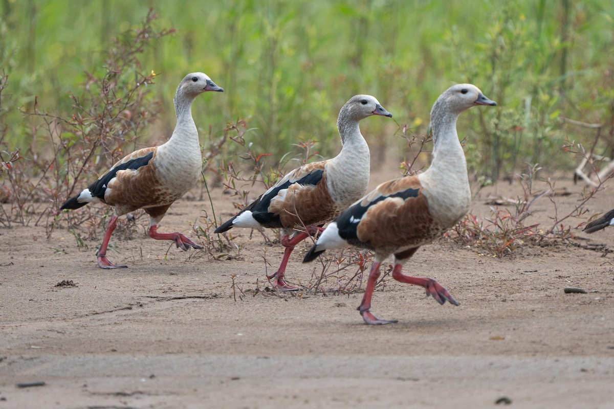 Orinoco Goose - ML644171626