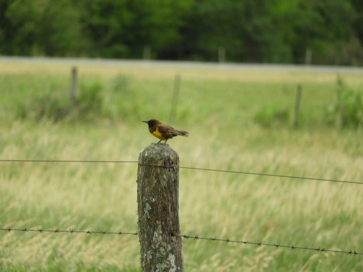 brungumptrupial - ML644171629