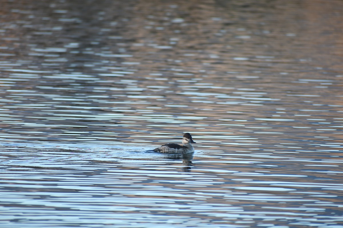 Ruddy Duck - ML644171631