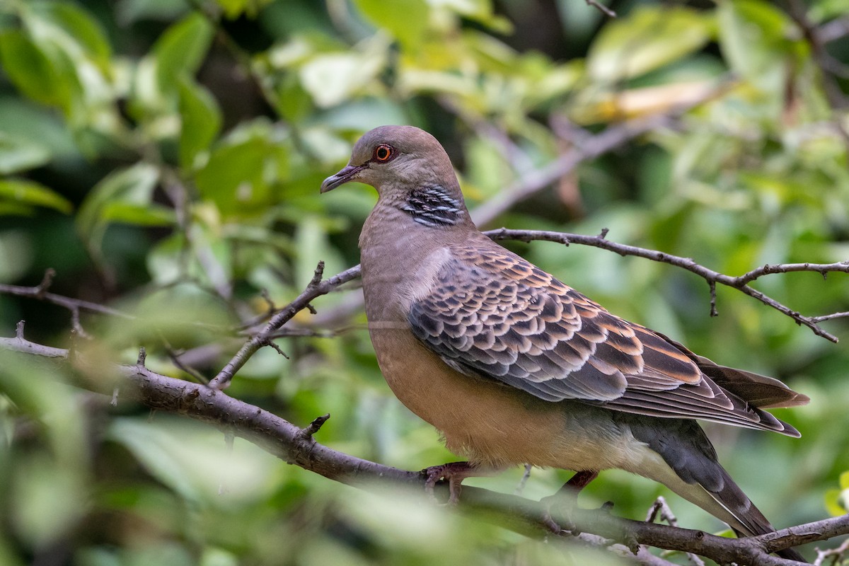 Oriental Turtle-Dove - ML644171634