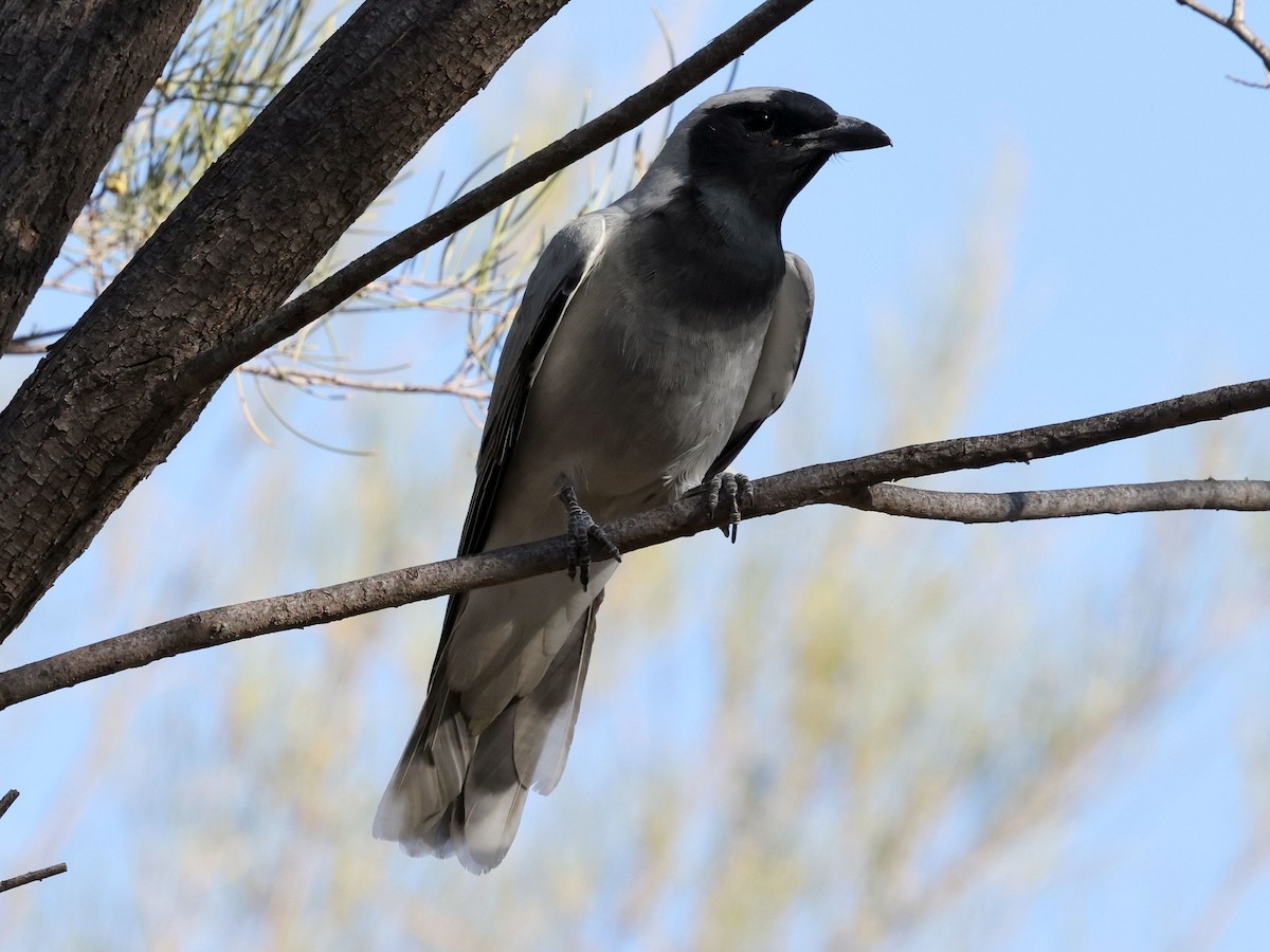 Black-faced Cuckooshrike - ML644171654