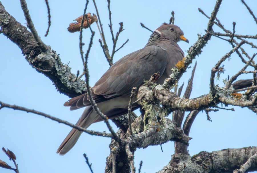Band-tailed Pigeon - ML644171655