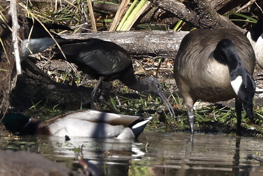 Glossy Ibis - ML644171734