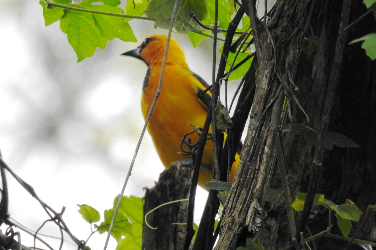 Altamira Oriole - ML644171742
