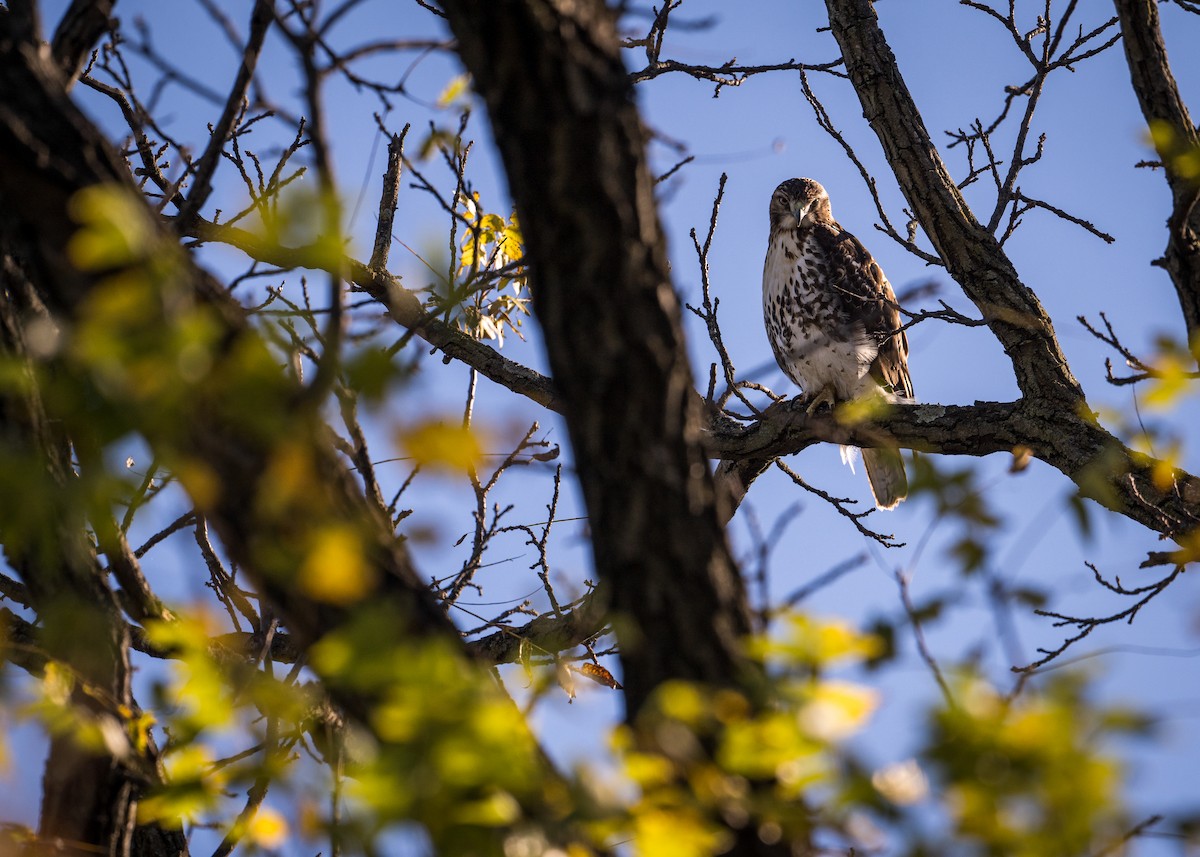Red-tailed Hawk - ML644171746