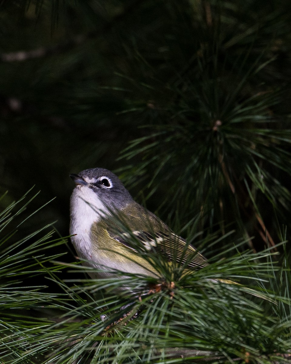 Blue-headed Vireo - ML644171776