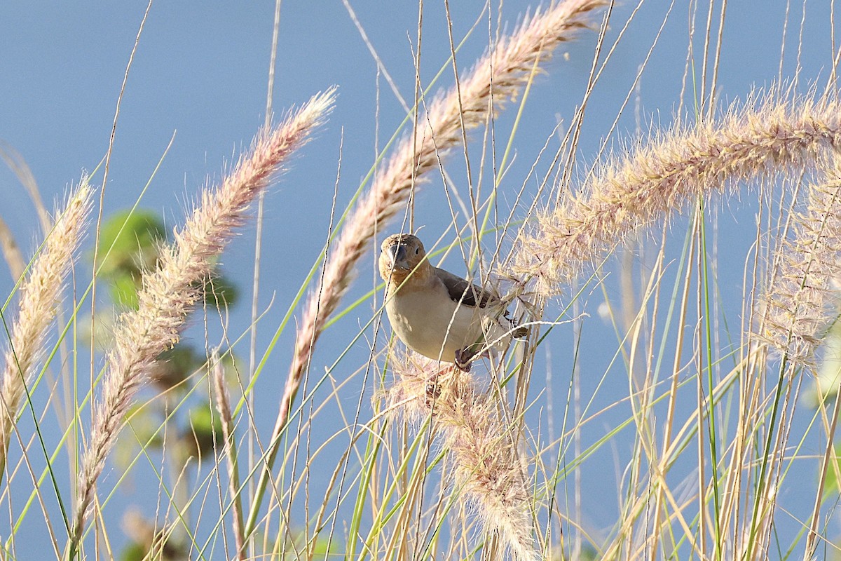 African Silverbill - ML644171788