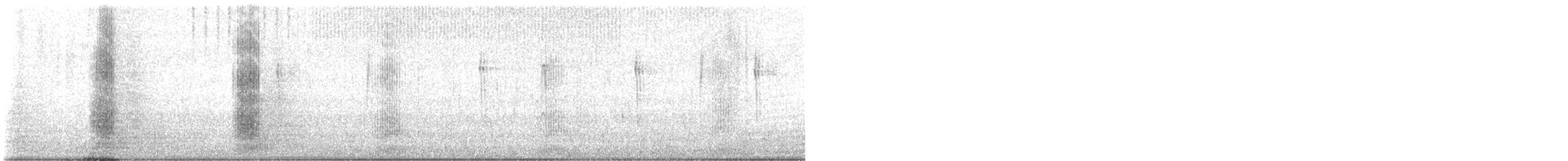 Koartza hauskara amerikarra - ML644171806