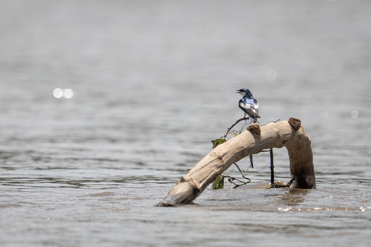 ハジロミドリツバメ - ML644171807