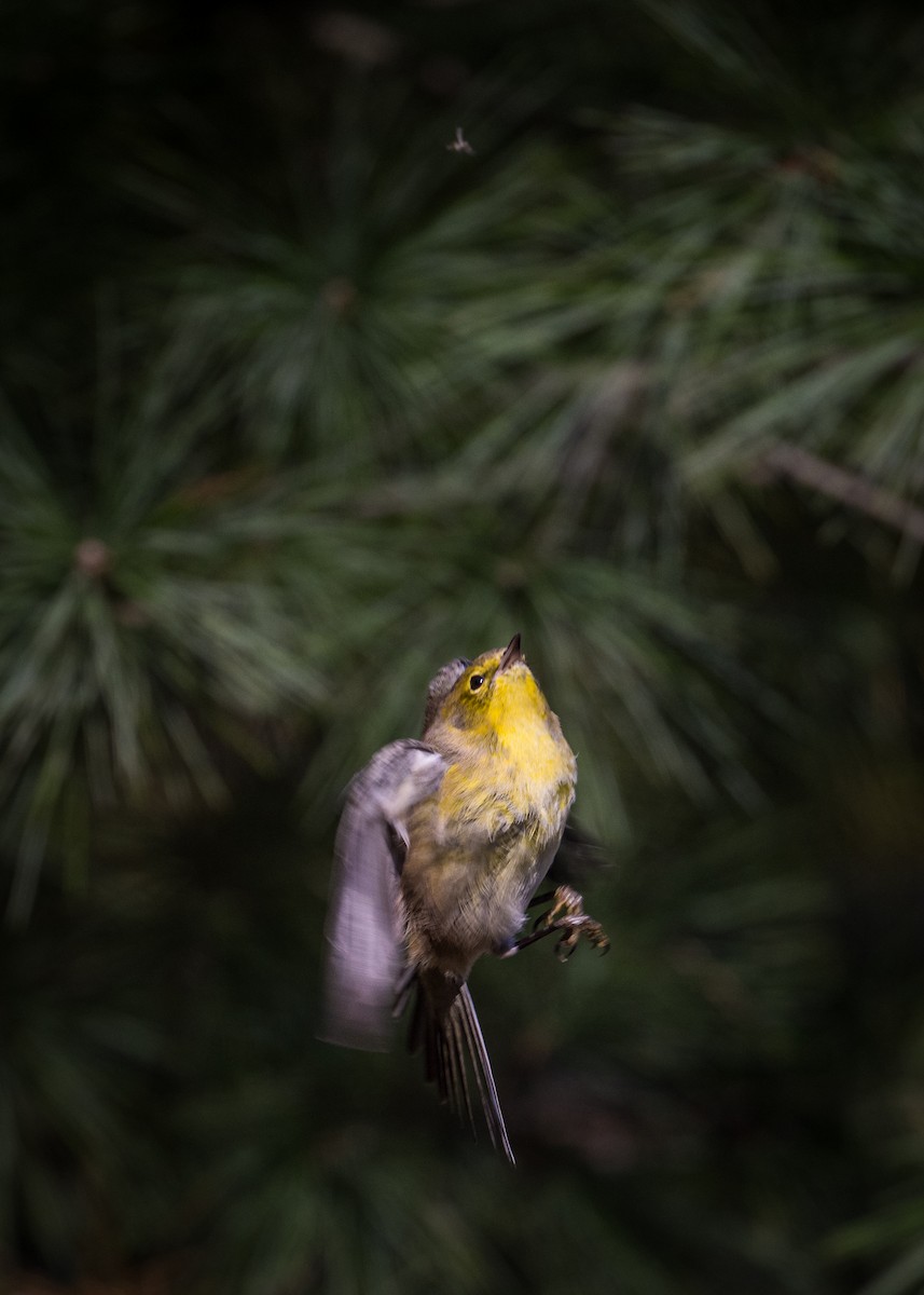 Pine Warbler - ML644171809