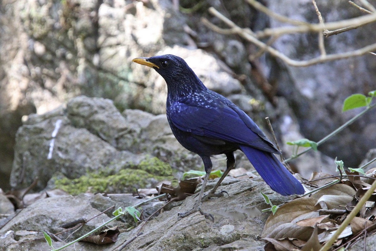 Нил исгэрээ хөөндэй - ML644171815