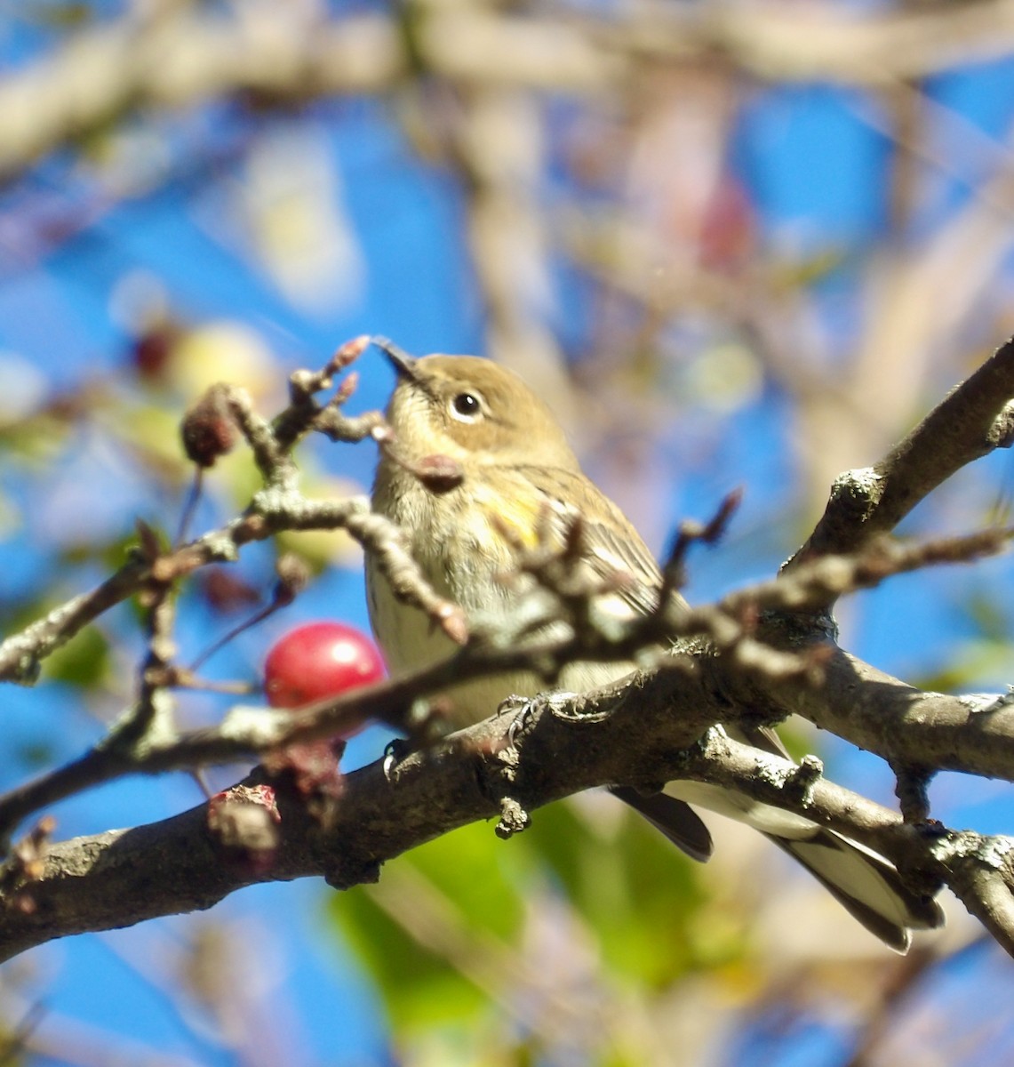 Yellow-rumped Warbler - ML644171819