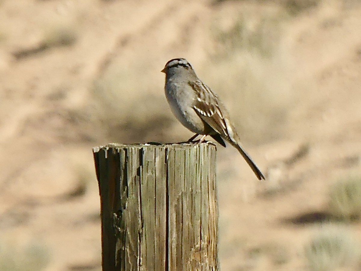 White-crowned Sparrow (Gambel's) - ML644171838