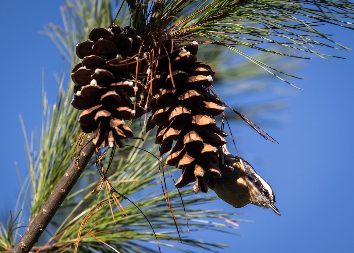 Red-breasted Nuthatch - ML644171844