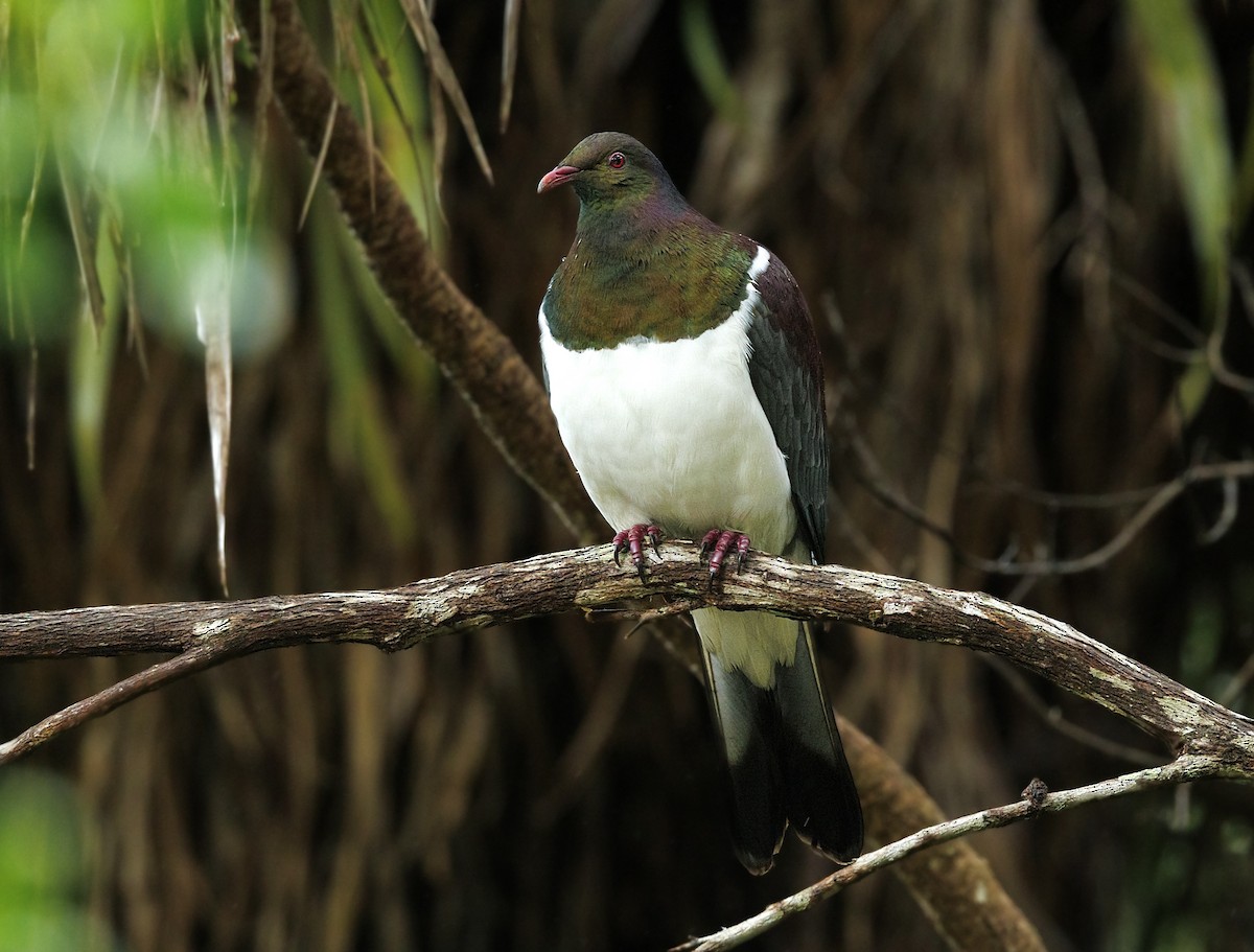 New Zealand Pigeon - ML644171847
