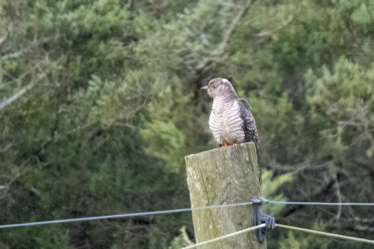 Common Cuckoo - ML644171852