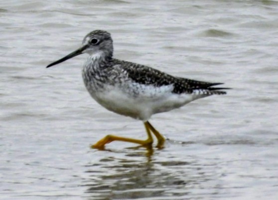 Greater Yellowlegs - ML644171857