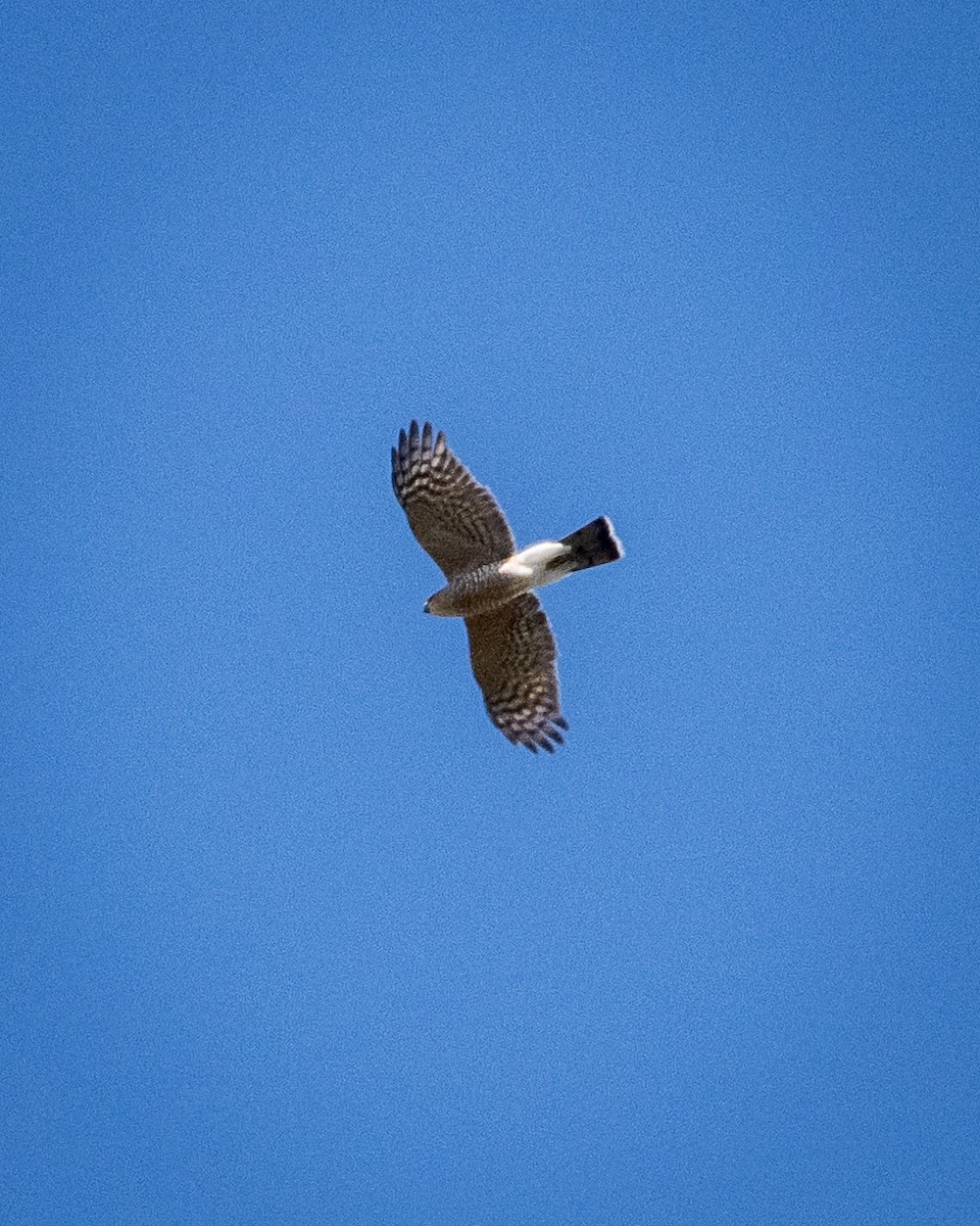 Sharp-shinned Hawk - ML644171870