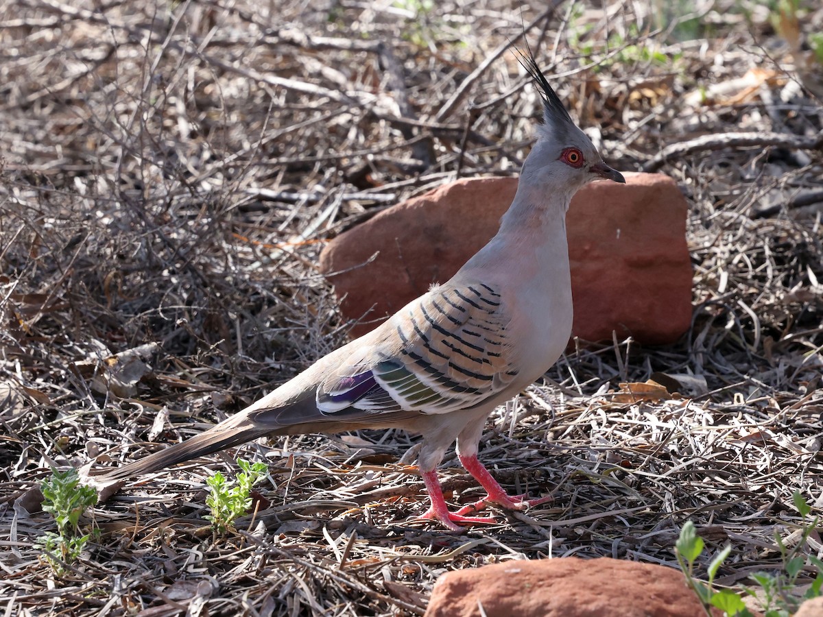 Spitzschopftaube - ML644171871