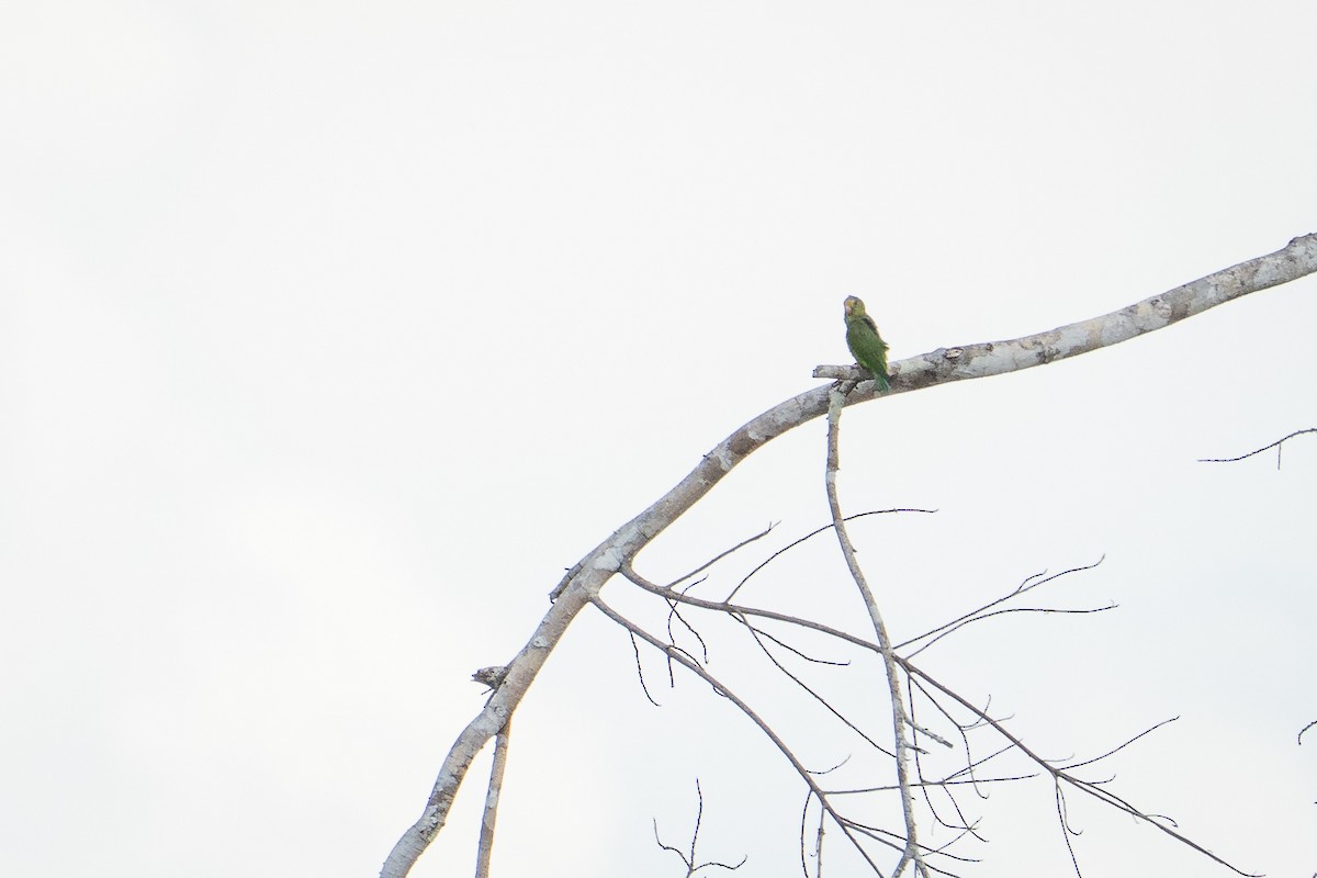 Cobalt-winged Parakeet - ML644171873