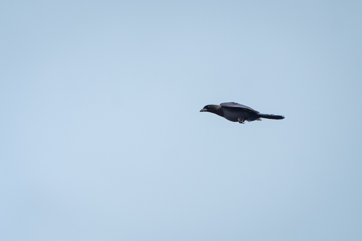 fløyelsskrike - ML644171876