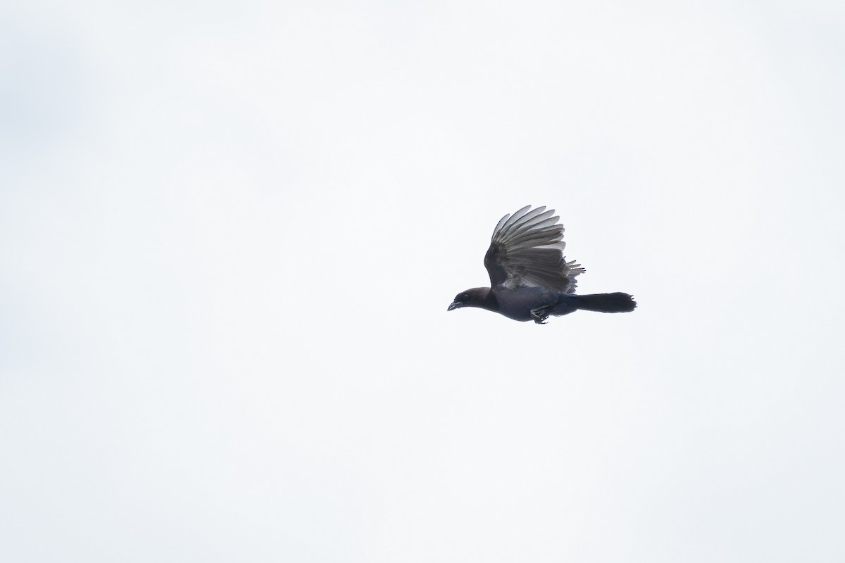 fløyelsskrike - ML644171883