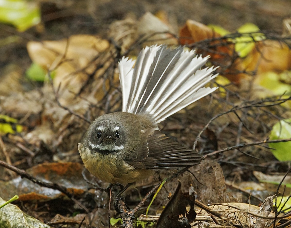 New Zealand Fantail - ML644171894