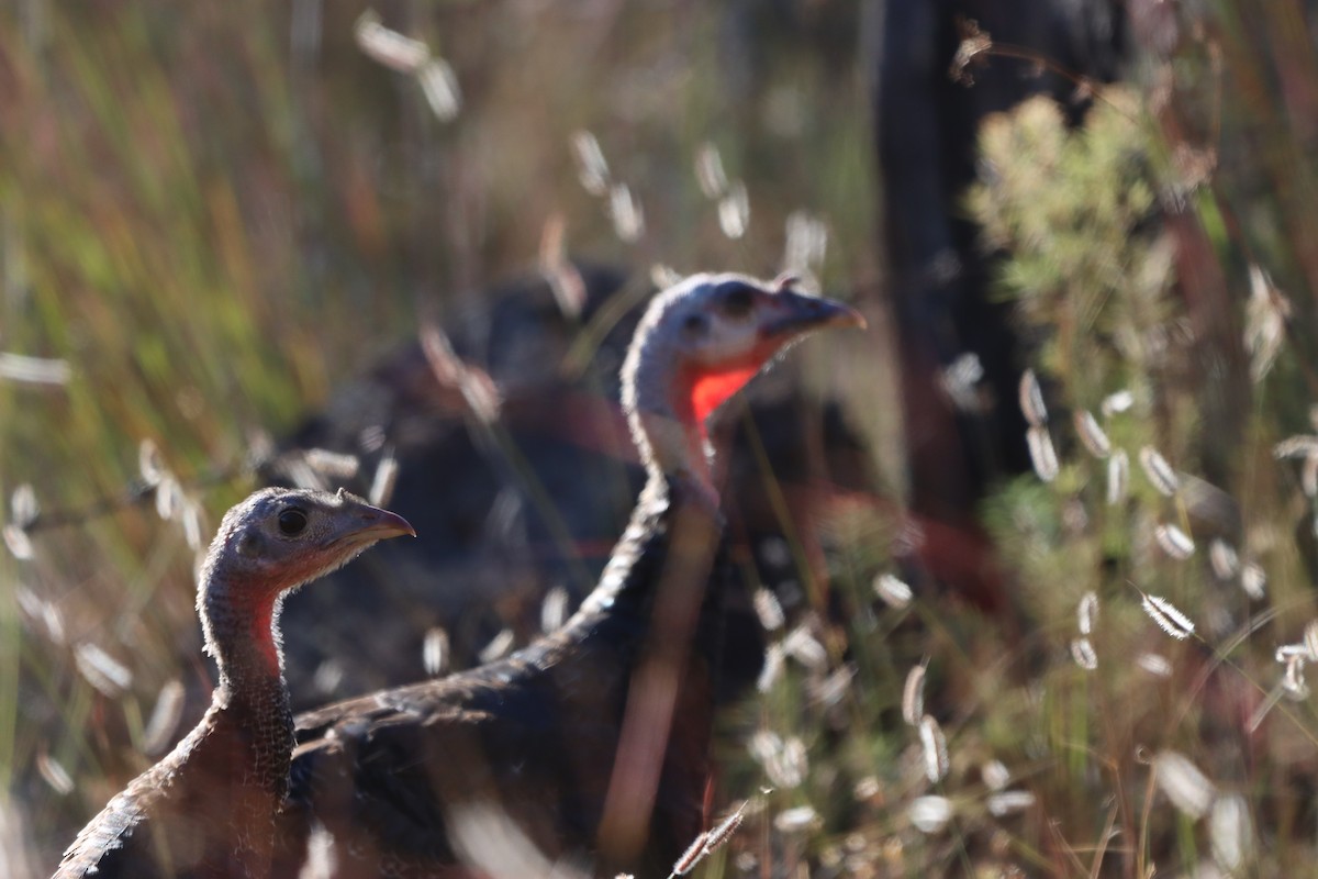 Wild Turkey - ML644171919
