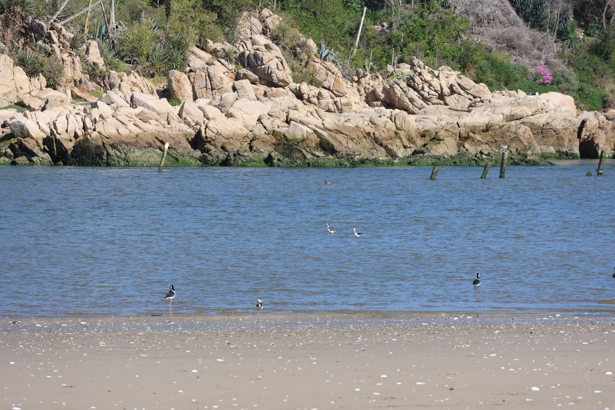 Black-necked Stilt - ML644171923