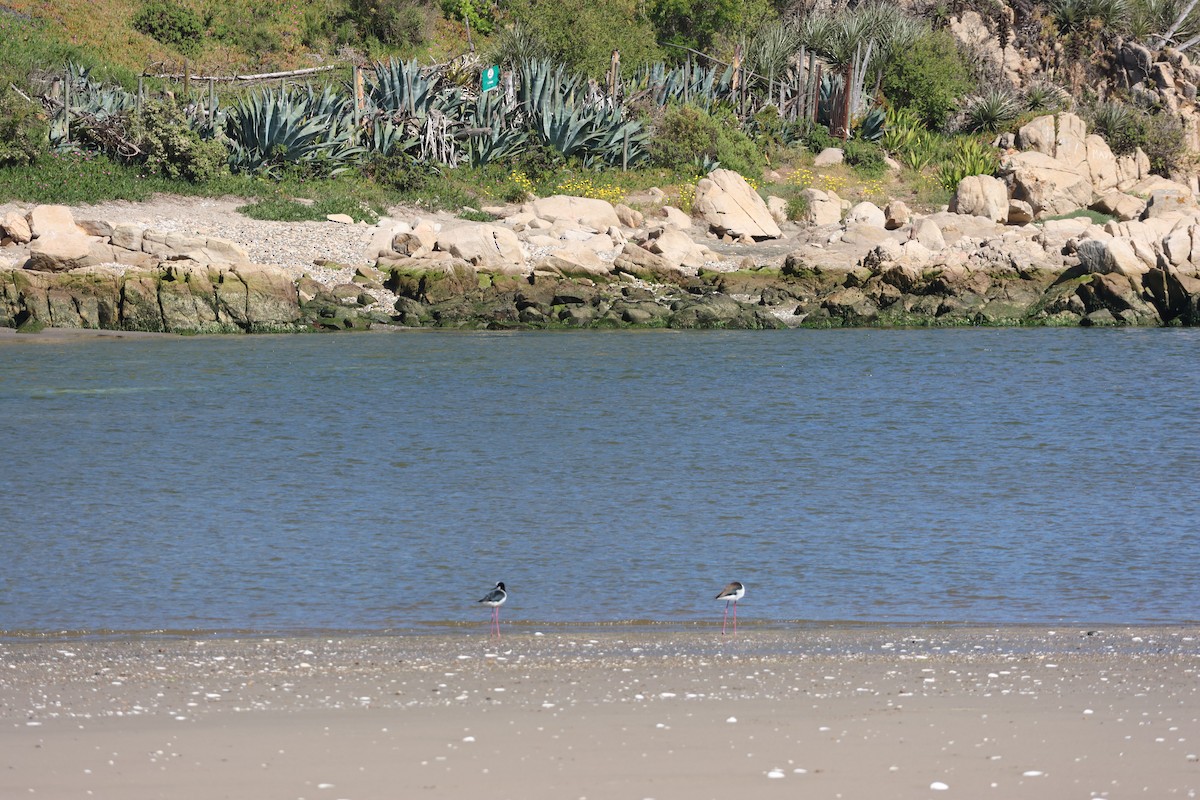 Black-necked Stilt - ML644171924