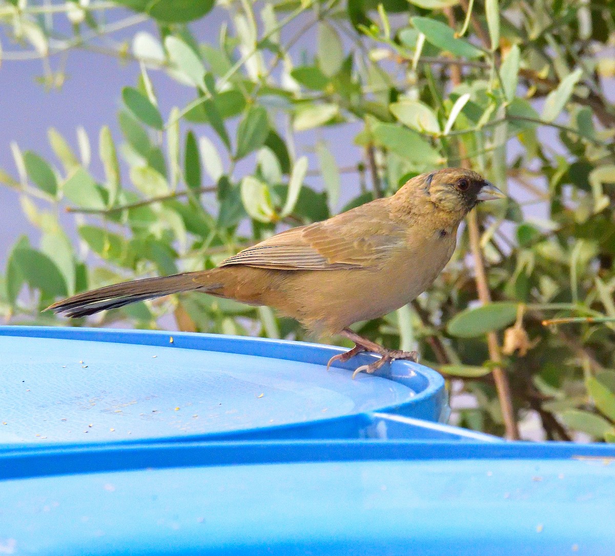 Abert's Towhee - ML644171926