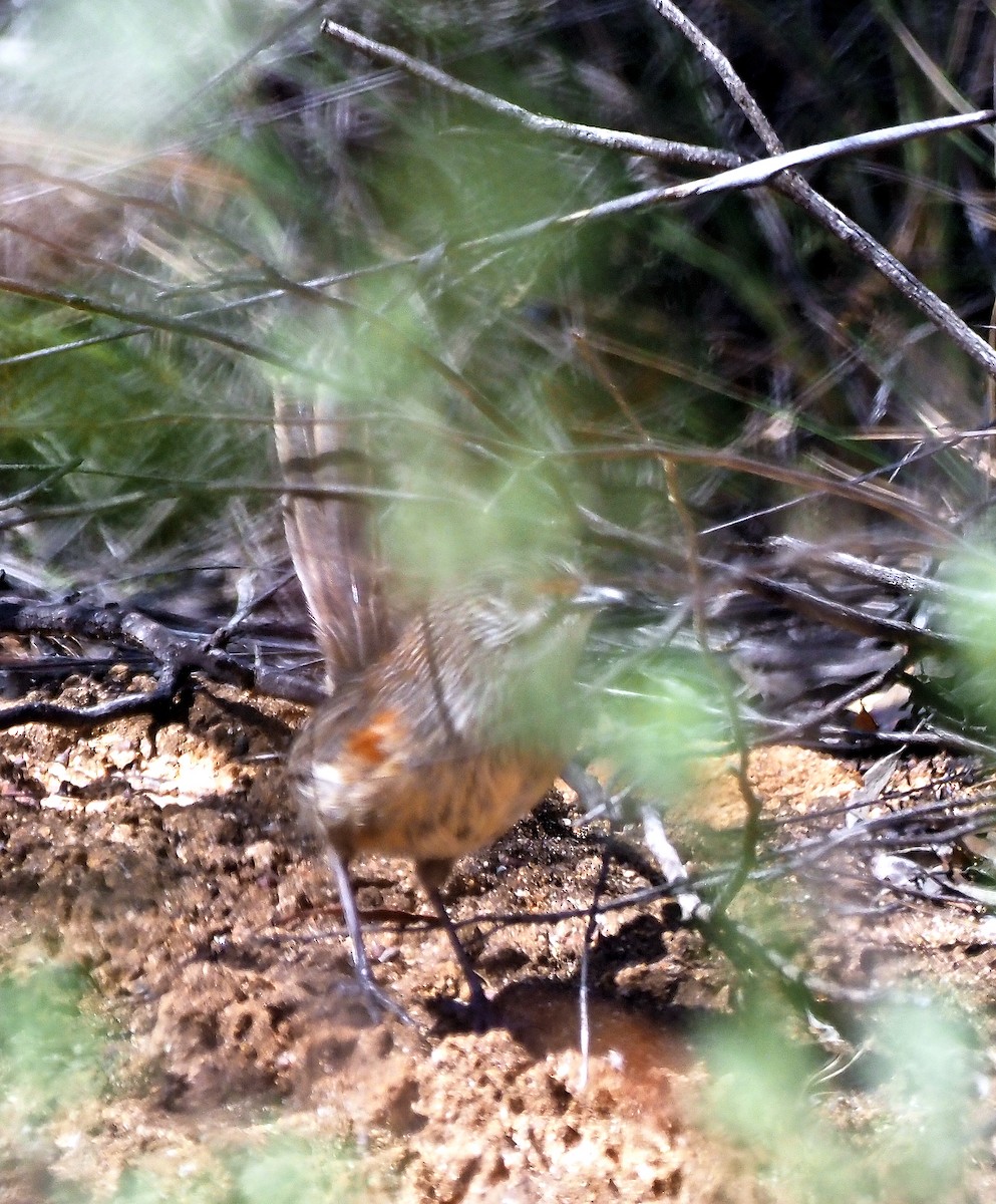 stripegressmett - ML644171930