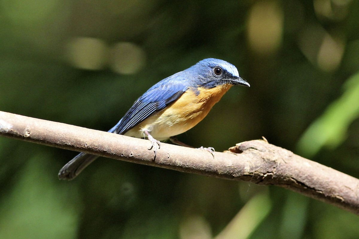 Hill Blue Flycatcher - ML644171951