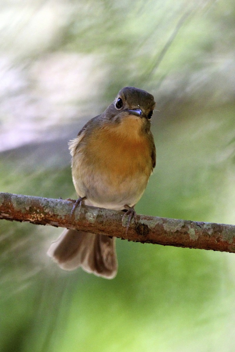 Hill Blue Flycatcher - ML644171952