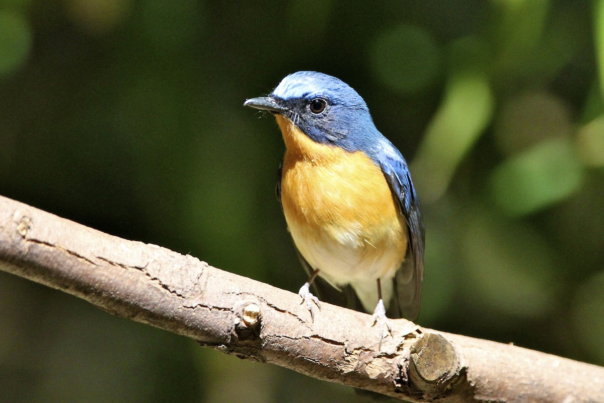 Hill Blue Flycatcher - ML644171953