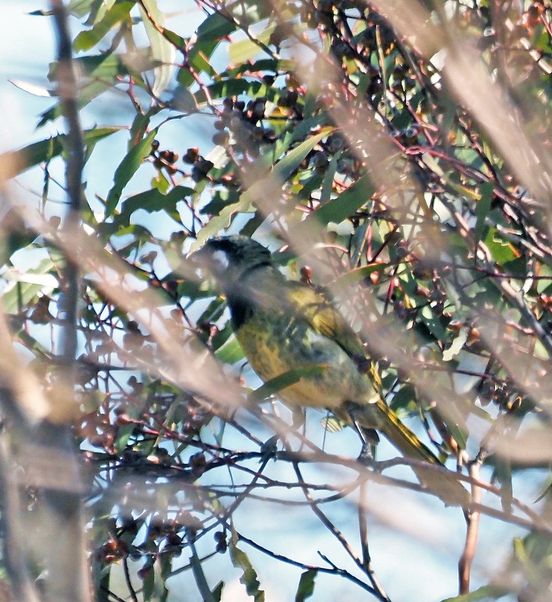 White-eared Honeyeater - ML644171971