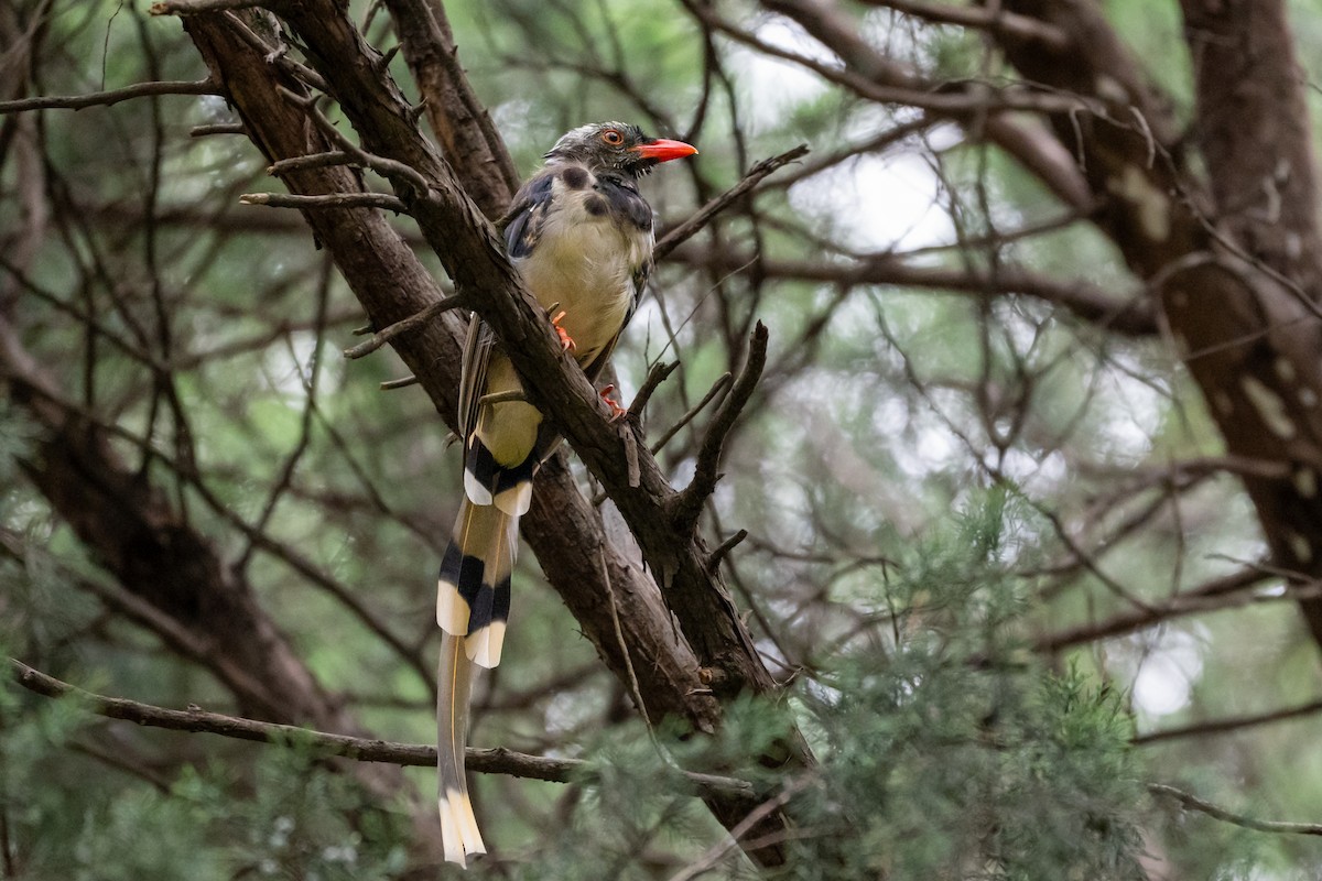 Red-billed Blue-Magpie - ML644171975