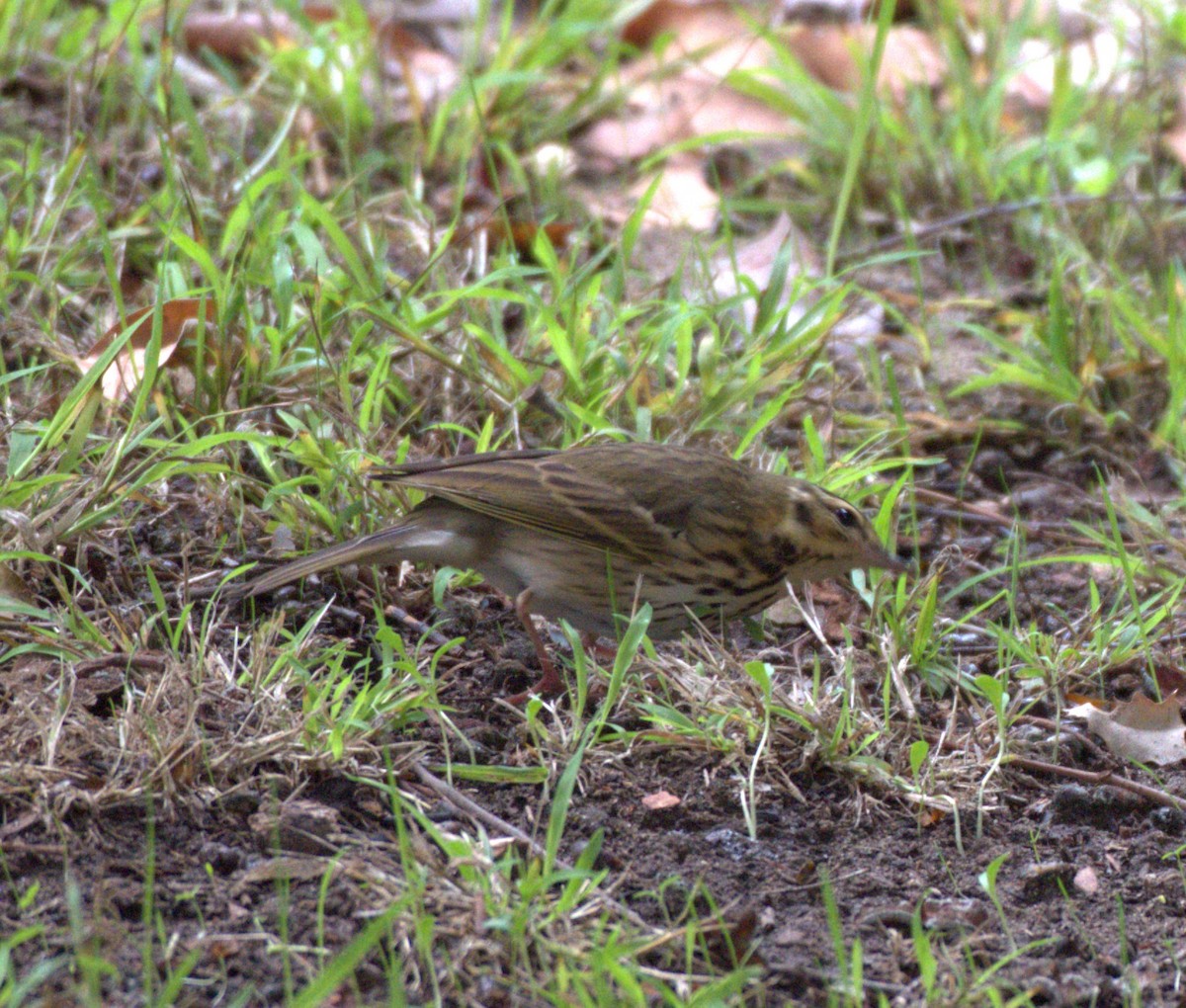 Olive-backed Pipit - ML644171977