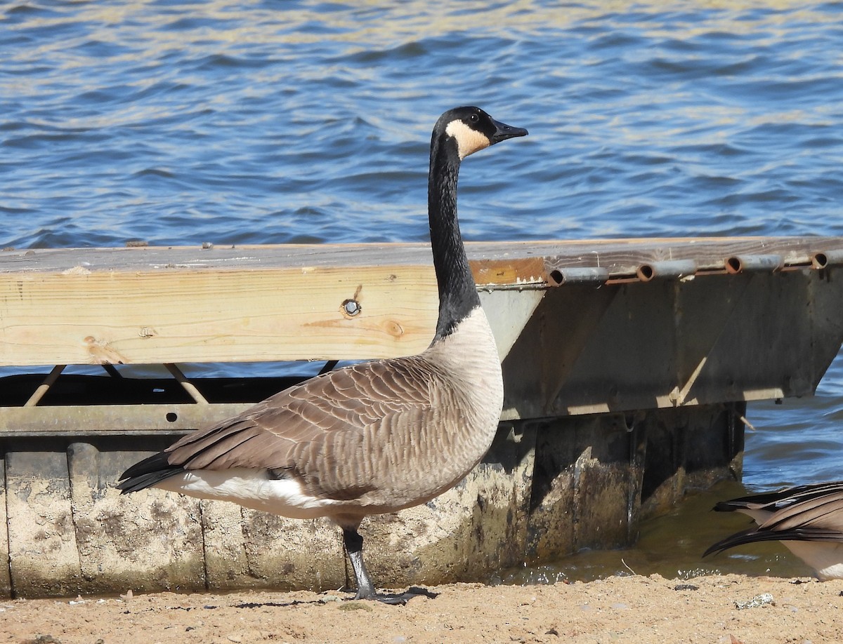 Канад галуу - ML644171980