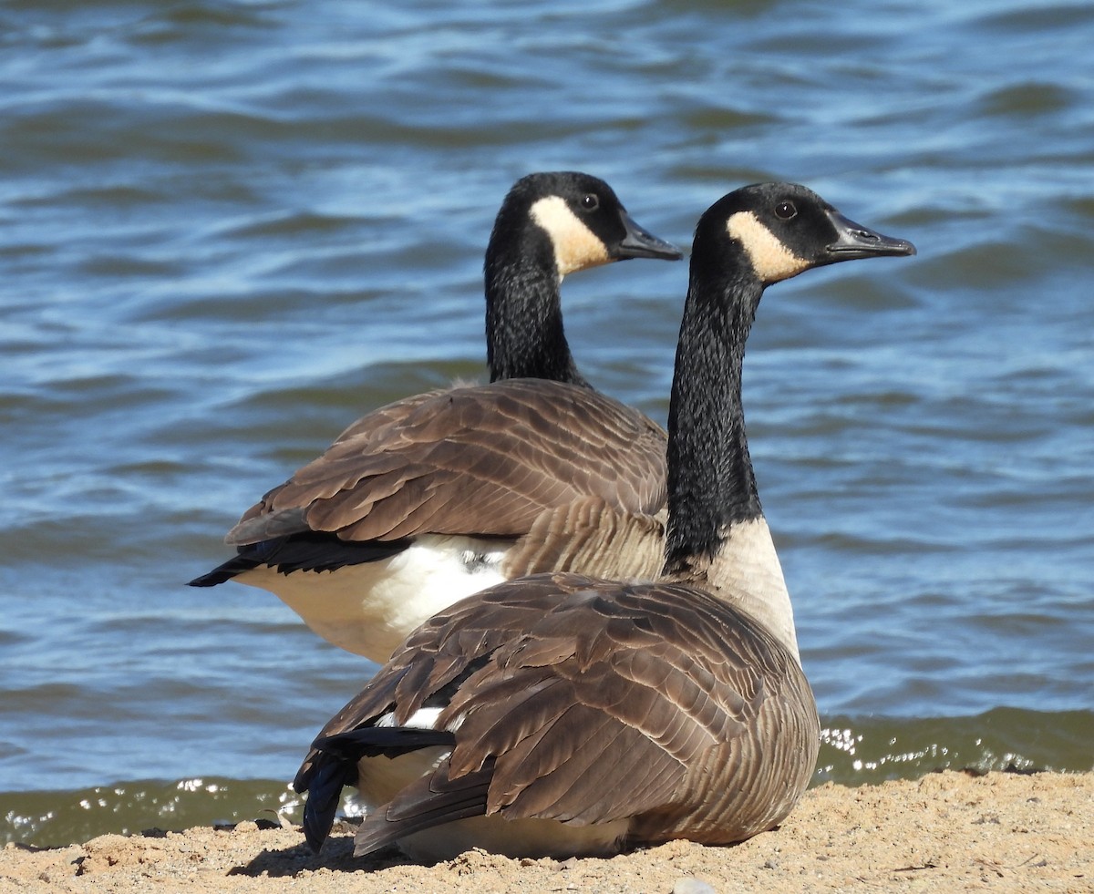 Канад галуу - ML644171981