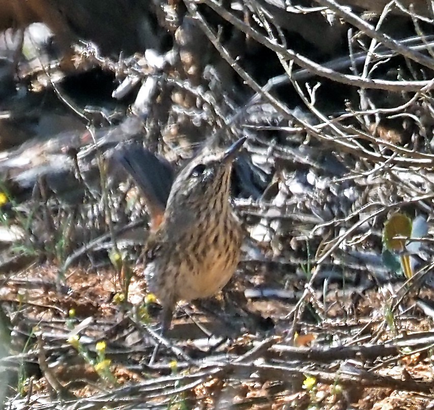 Shy Heathwren - ML644171996