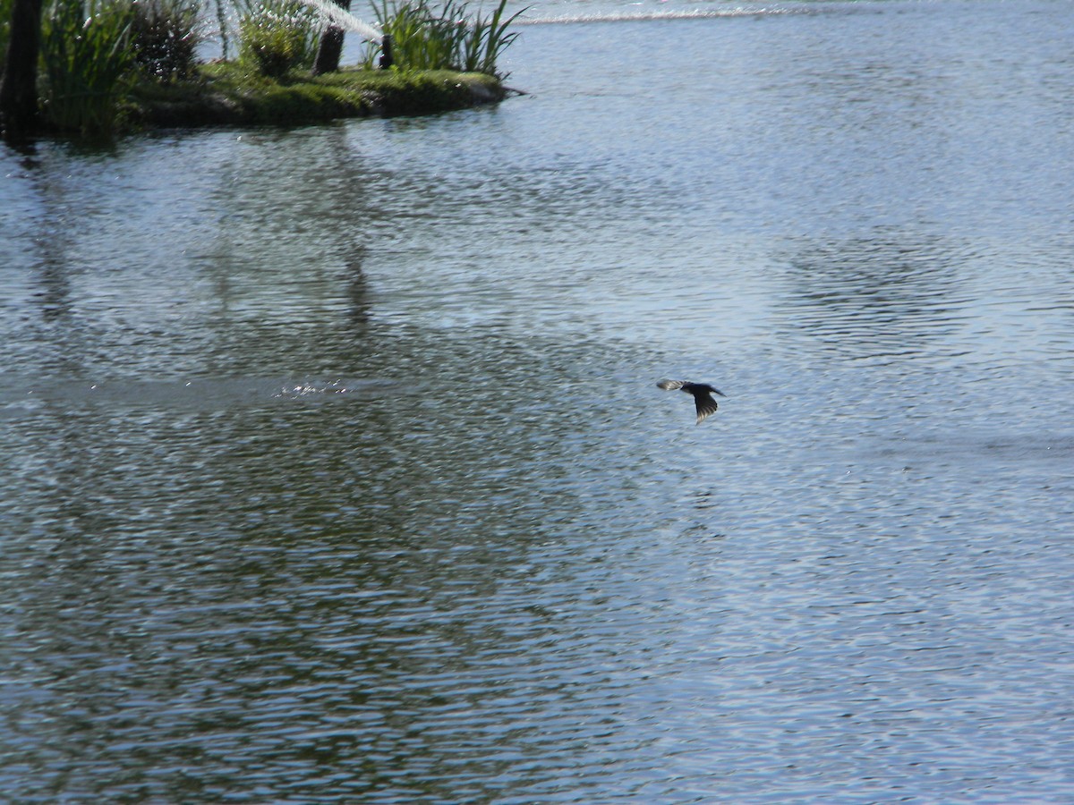 Chilean Swallow - ML644171999