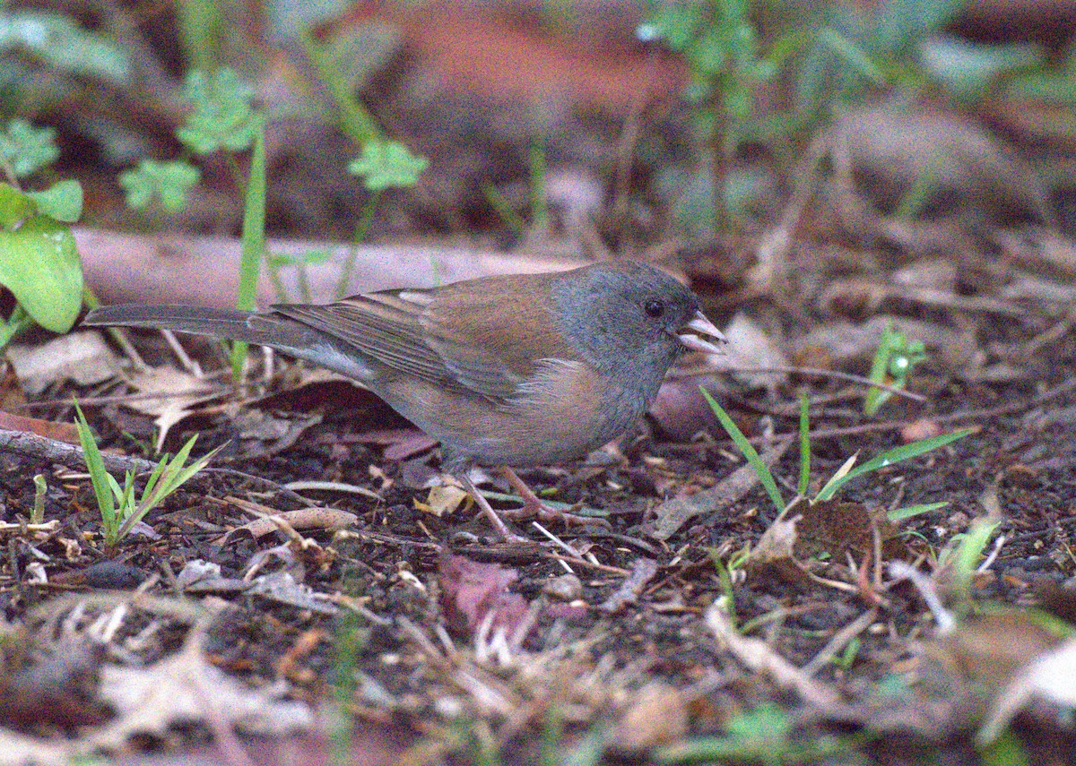 Dark-eyed Junco - ML644172006