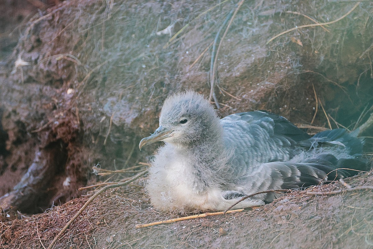 Wedge-tailed Shearwater - Dan Bormann